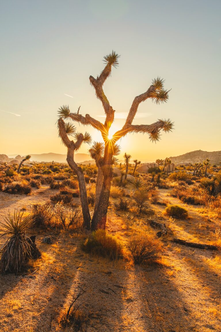 Joshua Trees